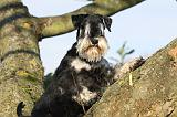 SCHNAUZER NAIN 080